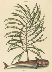 Ssaca ryba Echeneis naucratis, opublikowana w latach 1731-1743.