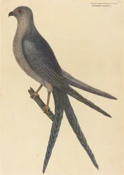 Jastrząb widłosterny Falco furcatus, opublikowano w 1754.