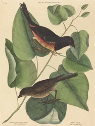Ptak Towhe (Fringilla erythrophthalma)