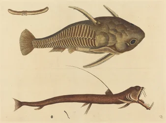 Usta żmii (Silurus cataphractus)
