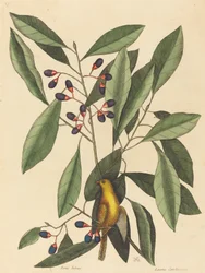 Sikorka żółta (Motacilla trochilus)