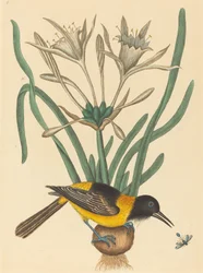 Żółto-czarny kacyk Oriolus icterus, opublikowano 1731-1743.