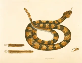Viper Caudison Snake, Grzechotnik, płyta 41, obj. 1, z „Historii naturalnej Karoliny, Florydy i Bahamów”