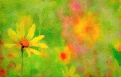 po deszczu, letni dzień