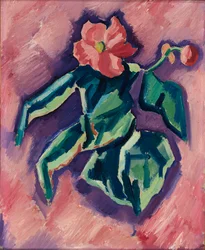 Begonie różowe, 1928-1929.