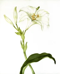 Lilia, ok.1790