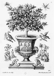 Drzewa cytrusowe, ok.1735
