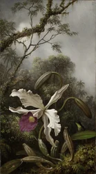 Koliber z Białą Orchideą, 1875-1885