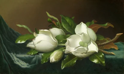 Magnolie na jasnoniebieskim aksamicie