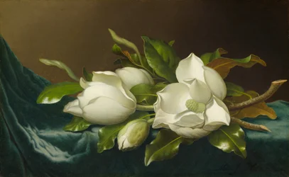 Magnolie na jasnoniebieskim aksamicie, 188595.