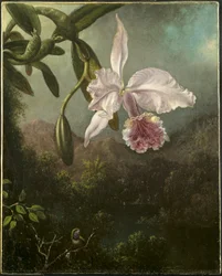 Kwiaty orchidei