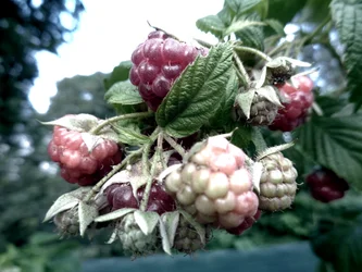Malinowy żywopłot