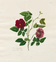 Kolekcja róż z natury: Dark China Rose, 1799.