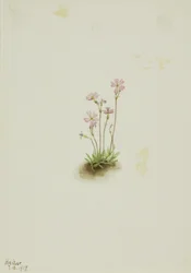 Pierwiosnek Alberta (Primula maccalliana)