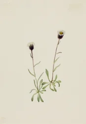 Aleutian Fleabane Erigeron unalaschensis, b.d.