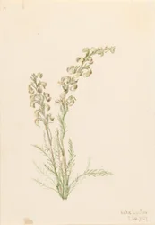 Paprotnik alpejski (Pedicularis contorta)