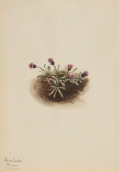 Pchlica alpejska (Erigeron unalaschcensis)