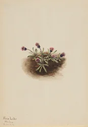 Alpine Fleabane Erigeron unalaschcensis, 1916.