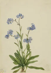 Alpejski Niezapominajka Myosotis alpestris, 1924.