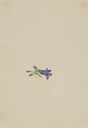Dzwonek alpejski (Campanula lasiocarpa)