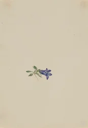 Alpine Harebell Campanula lasiocarpa, b.d.