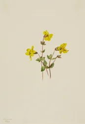 Kwiat małpy alpejskiej Mimulus caespitosus, 1904.