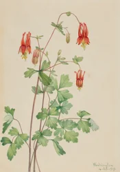 Kolombina amerykańska (Aquilegia canadensis)