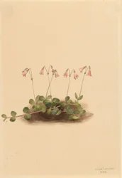 Bliźniczka amerykańska (Linnaea borealis americana)