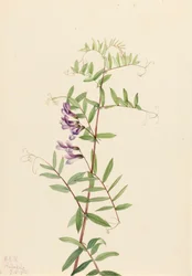 Amerykańska wyka Vicia americana, 1922.