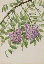 Amerykańska Wisteria Kraunhia frutescens, 1925.