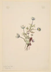 Zawilec (Anemone drummondii)