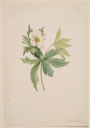 Zawilec kanadyjski (Anemone canadensis)