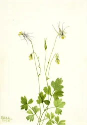 Orlik ecalcarata, 1935.