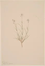 Piaskowiec Formosa, 1904.