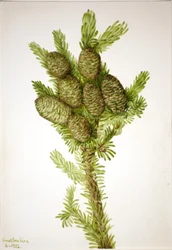 Jodła balsamiczna (Albies fraseri)