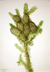 Jodła balsamiczna Albies fraseri, 1932.