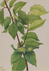 Orzech laskowy dziobaty (Corylus rostrata)