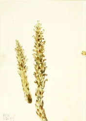 Kukurydza niedźwiedzia (Conopholis americana)