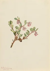 Mącznica lekarska (Arctostaphylos uva-ursi)