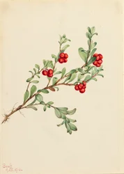 Bearberry Arctostaphylos uva-ursi, 1916.    1164555   pl       polish Successfully Translated  Original: Randtegning, formentlig til titelblad til "Liden Gunver" Translat: Randtegning, formentlig til titelblad til "Liden Gunver" 1263571 pl polish Successfu