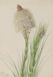 Trawa niedźwiedzia, Xerophyllum tenax, 1924.