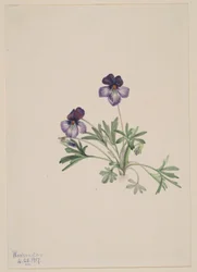 Fiołek trójbarwny (Viola pedata)