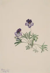 Pedata fioletowa altówka ptasia, 1917.
