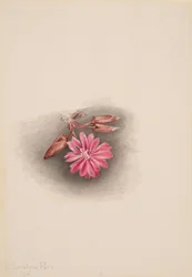 Redivivia gorzkiego korzenia Lewisia, 1915.