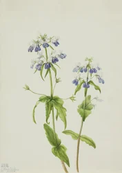 Niebieskooka Mary Collinsia verna, 1927.