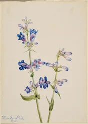Niebieski język brodaty (Pentstemon)