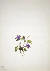 Orlik niebieski (Aquilegia saximontana)