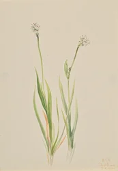 Narthecjum błotne, Tofieldia intermedia, 1920.