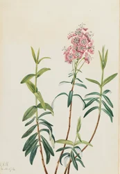 Bagno Kalmia Kalmia polifolia, 1922.