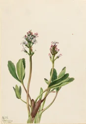 Fasola błotna (Menyanthes trifoliata)